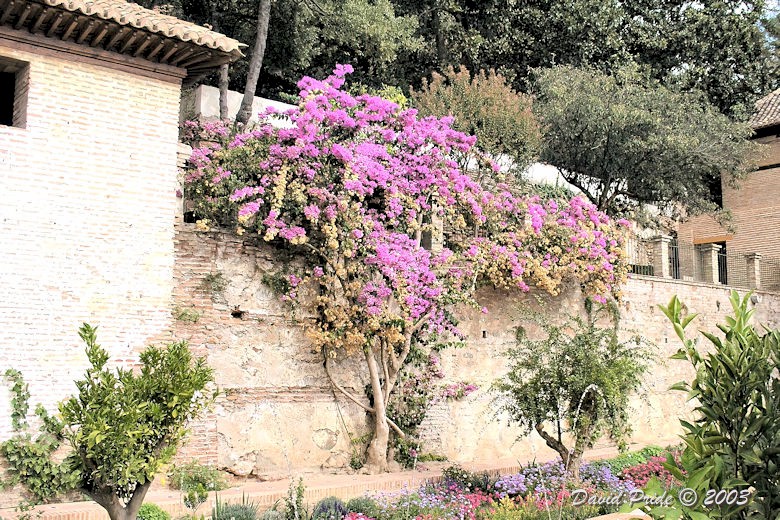 Generalife