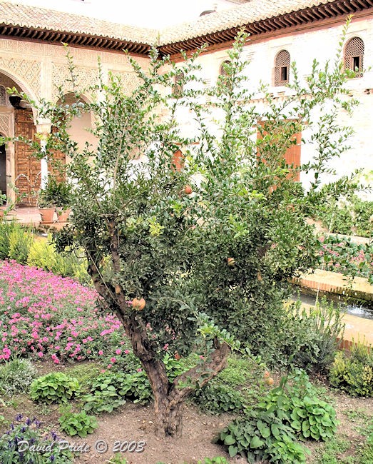 Pomegranate