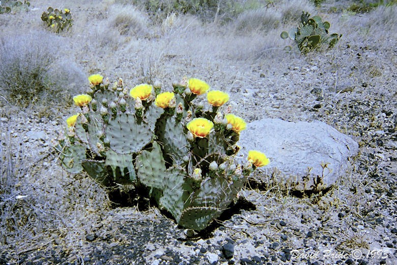 Prickly Pear Cactus