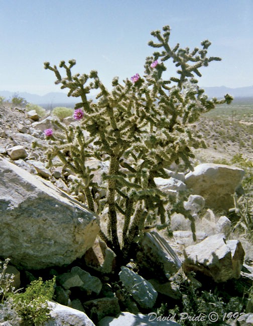 Cane Cholla Cactus