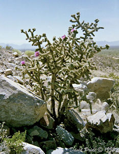 Pencil Cholla Cactus