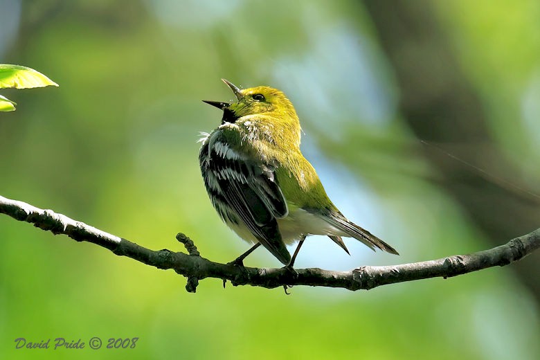 Black-throated Green Warbler