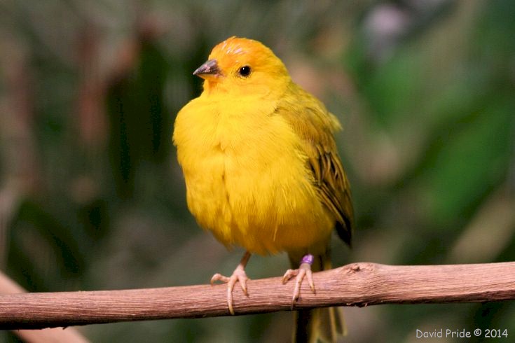 Saffron Finch