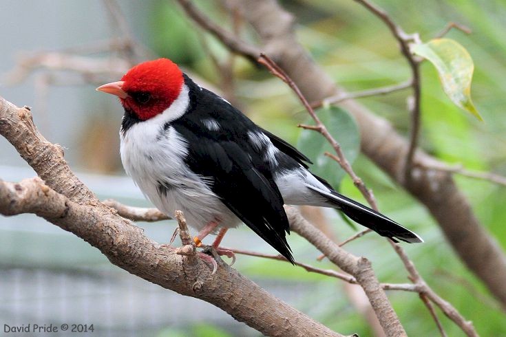 Red-capped Cardinal