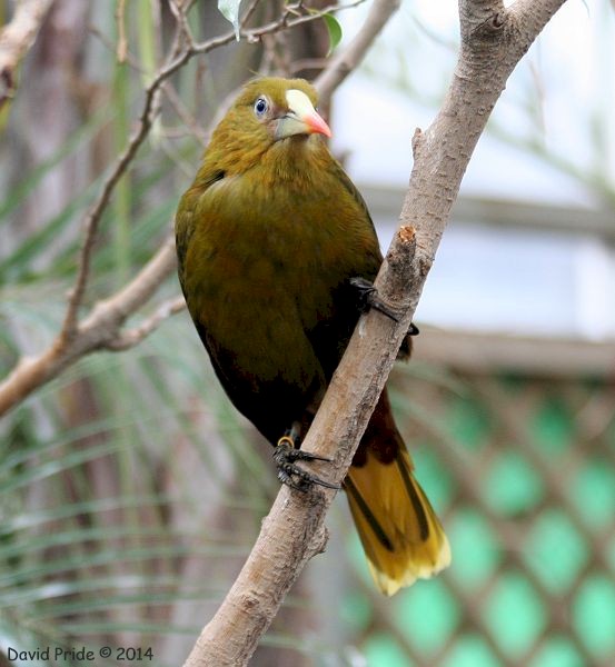 Green Oropendola